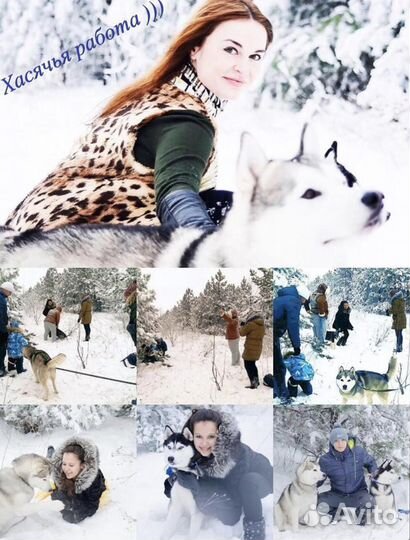 Вязка кобеля сибирской хаски. Фотосесси