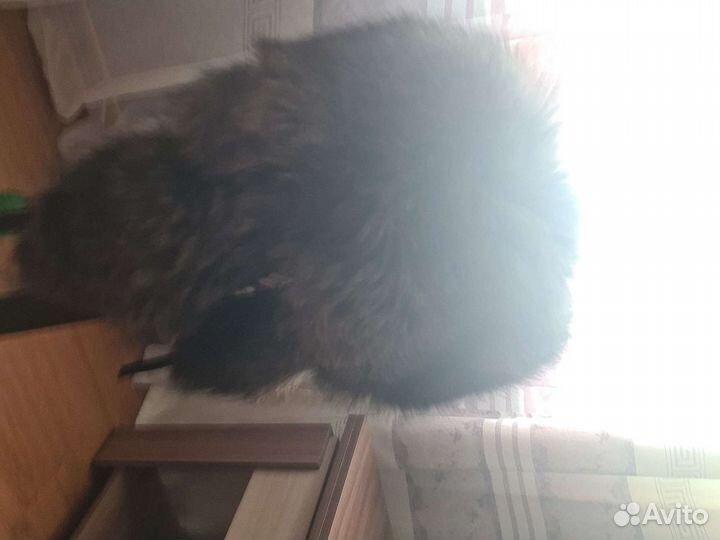 Шапка мужская, Чернобурка