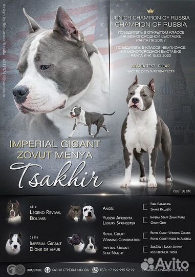 Кобель амстафф открыт для вязок