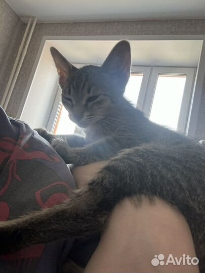 Кошка котенок