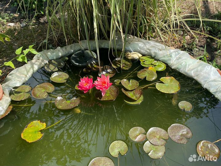 Кувшинки для пруда