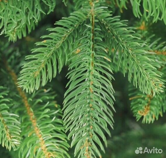 Елка искусственная новогодняя 180-250 см