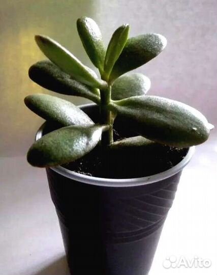 Денежное дерево, толстянка, красула