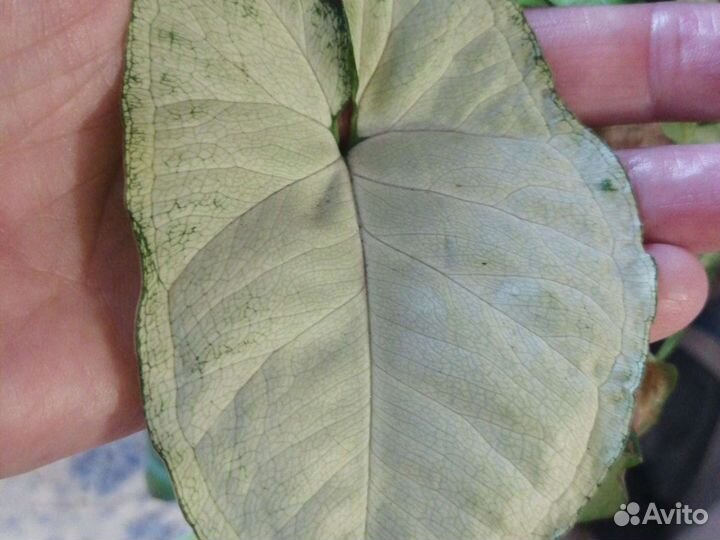 Сингониумы