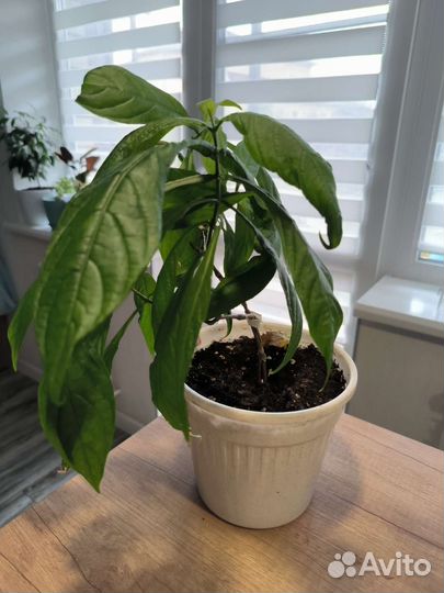 Комнатные цветы