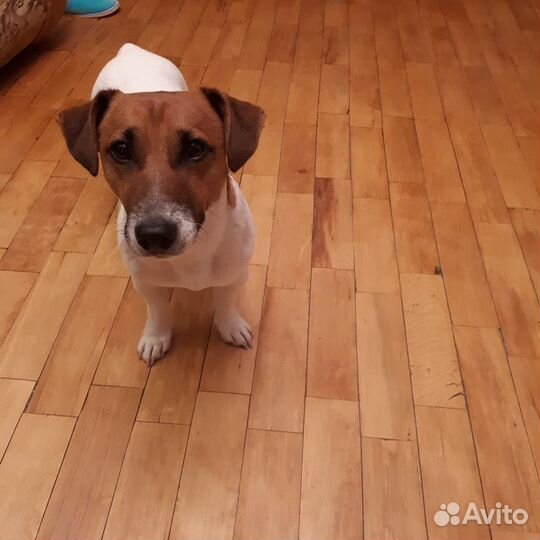 Титулованный Кобель для вязки