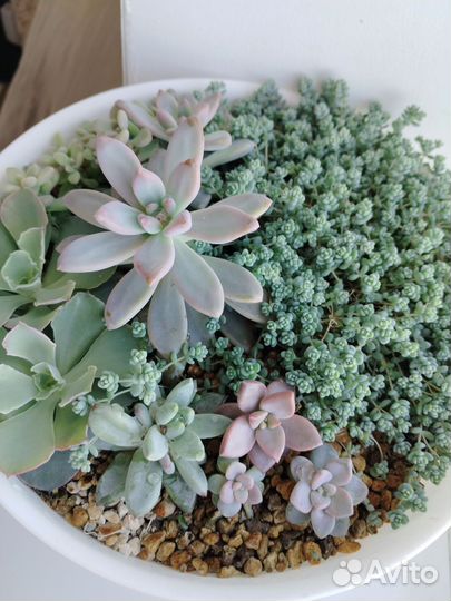 Суккуленты