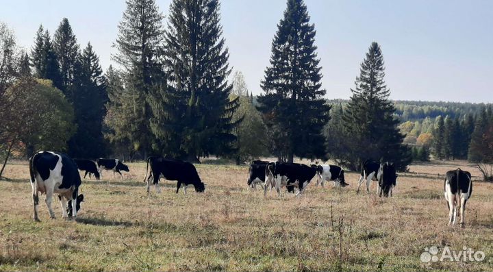 Продам дойных коров
