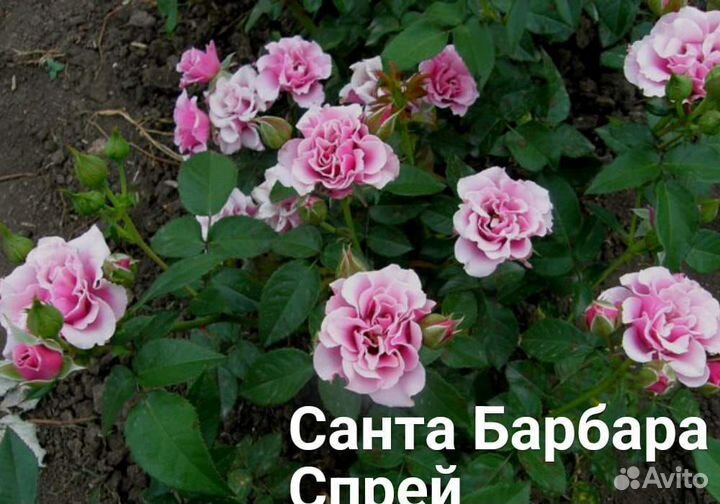 Саженцы роз