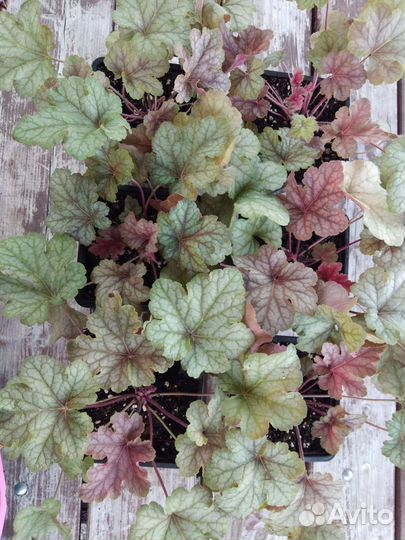 Гейхеры сортовые