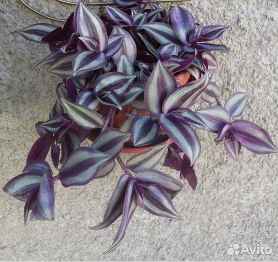 Традесканция Невеста, Белая, Зебрина