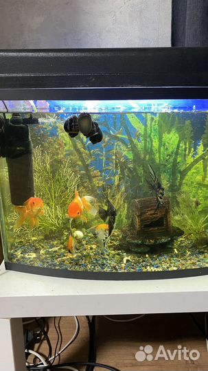 Аквариум с рыбками