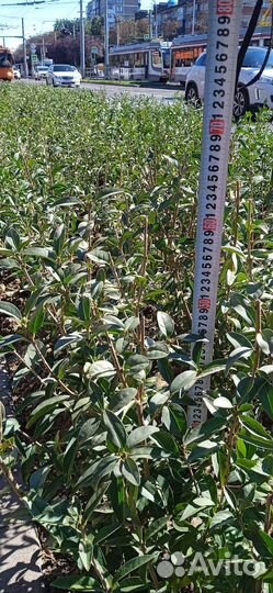 Бирючина обыкновенная