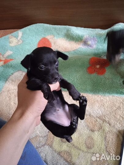 Собаки щенки той-терьер