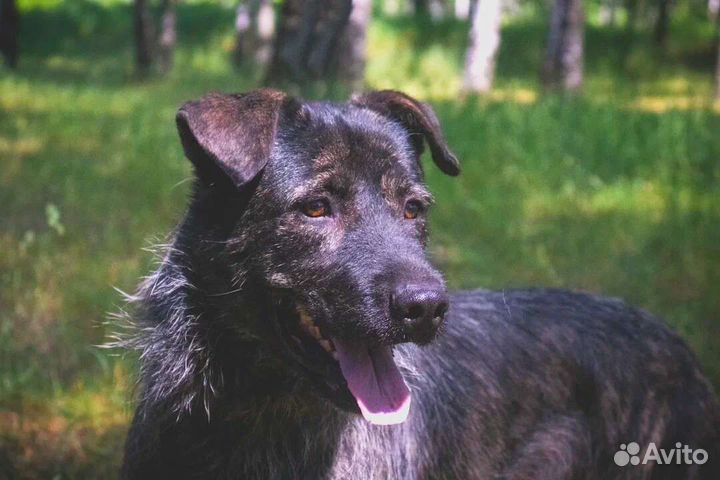 Самый ласковый пёс пропадает в приюте