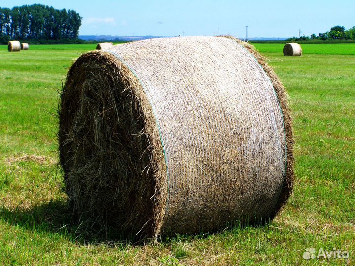 Сено в рулонах