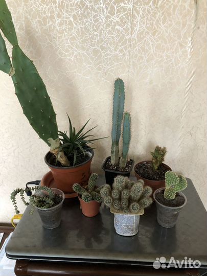 Комнатные цветы