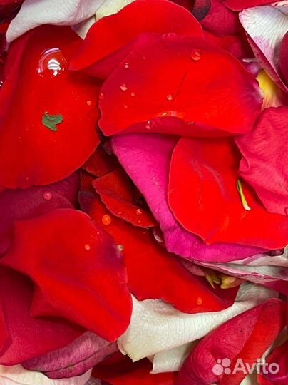 Лепестки роз