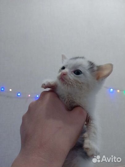 Котенок