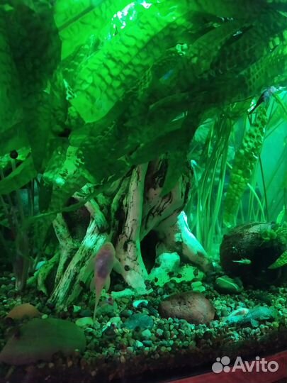 Сомы - анцистры