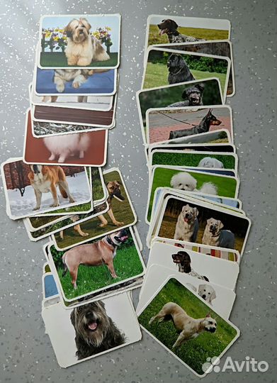 Карточки собаки