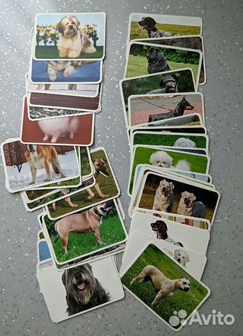 Карточки собаки