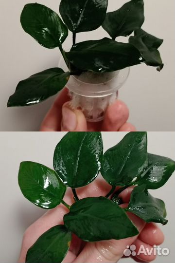 Анубиас Минима глабра Коготь дракона, thick leaf