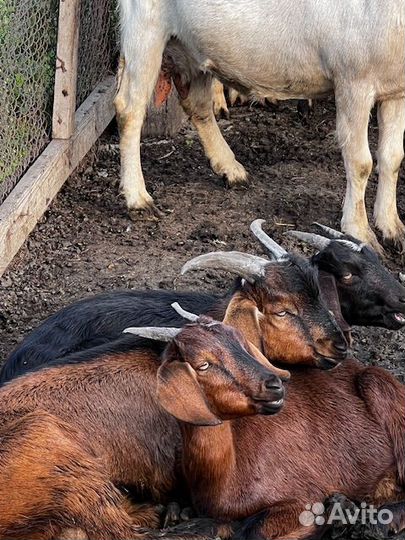 Молодые Козы