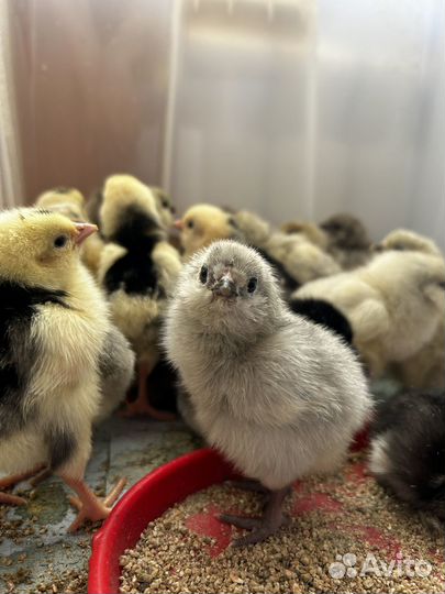Цыплята инкубационное яйцо