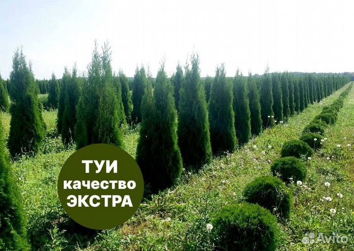 Туя смарагд рост 200,5 см /опт 150 шт