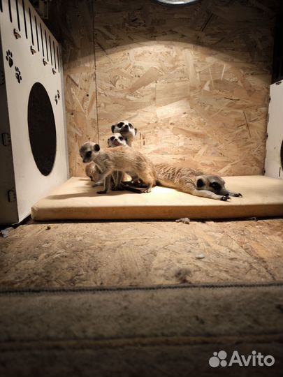 Сурикат щенки