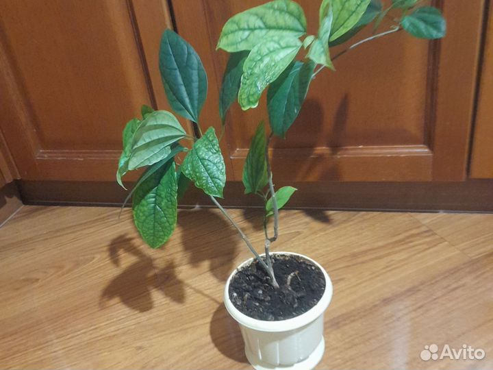 Клеродендрум