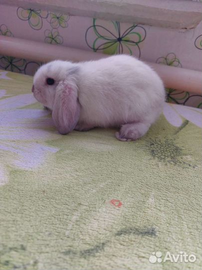 Декоративные кролики