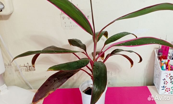 Комнатное растение Кордилина