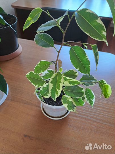 Фикус Бенджамина