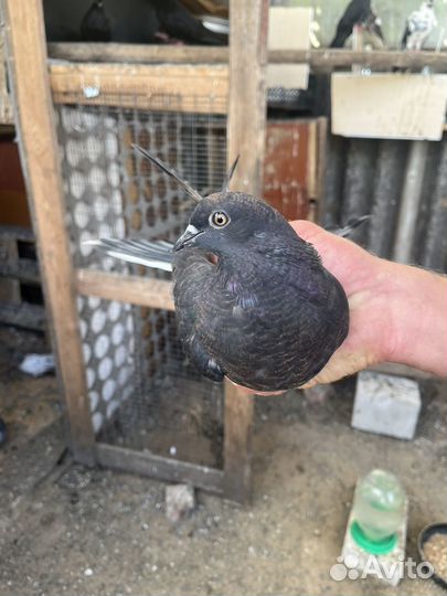 Голубь николаевский