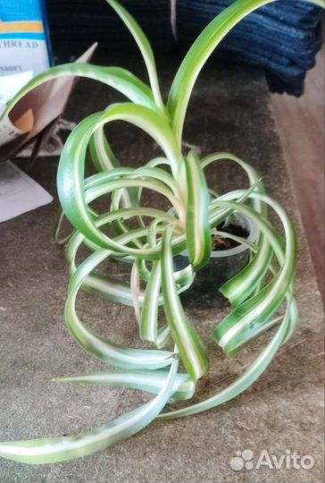 Хлорофитум кудрявый