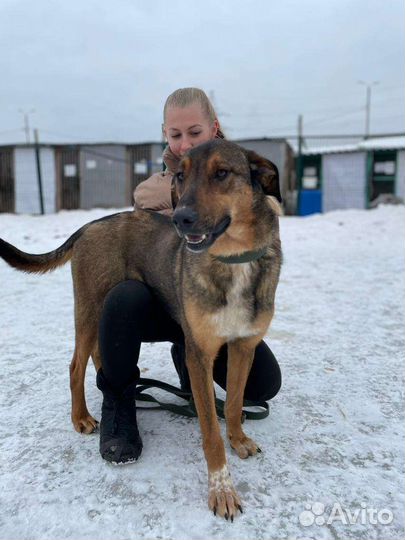 Собака в добрые руки из приюта бесплатно