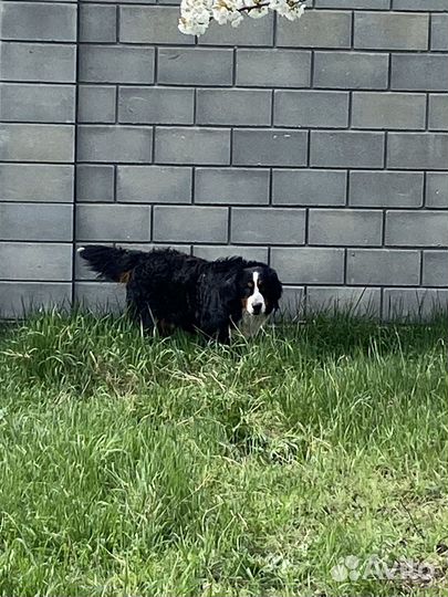 Кобель для вязки Бернский Зенеенхунд