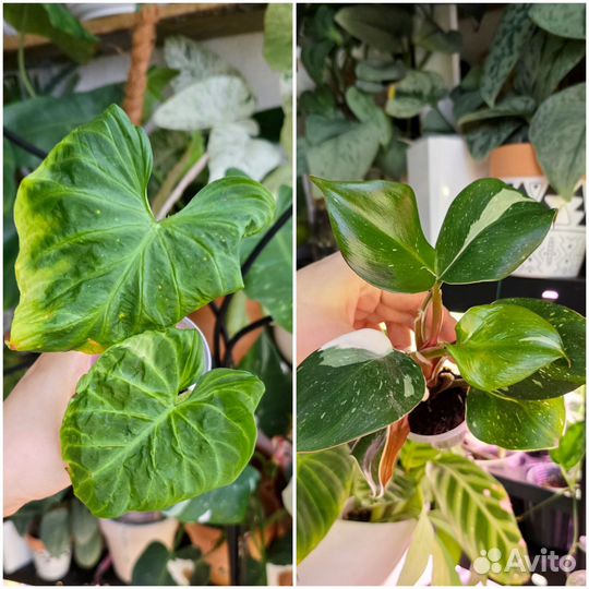 Комнатные растения