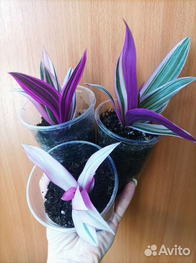 Традесканция