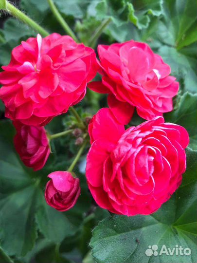 Пеларгонии сортовые на срез