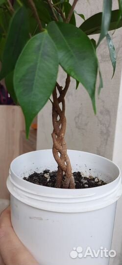 Фикус бенджамина