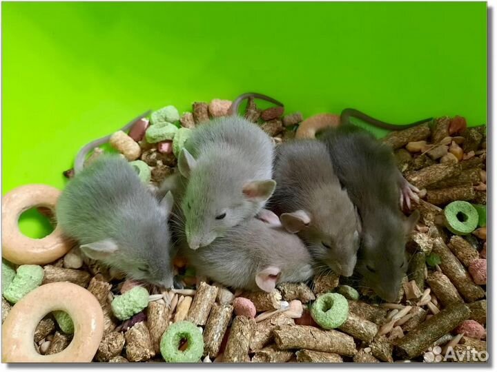 Крысы (Дамбо). Крысята (шоколадные)