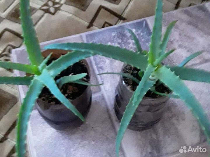 Алоэ древовидное лечебное(столетник)