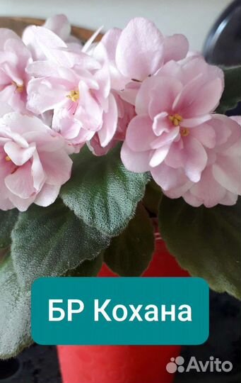 Фиалки полумини и стандарт