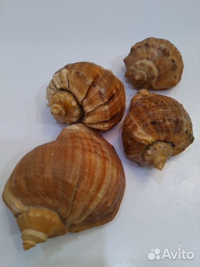 Ракушки СССР