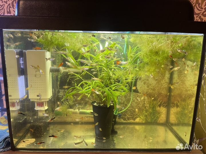 Аквариумные рыбки гуппи