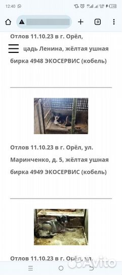 Собака в дар