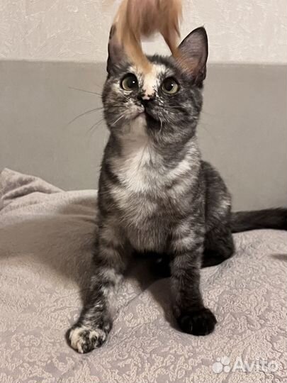 Котенок девочка 3,5 месяца